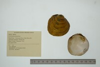 Cyclonaias pustulosa image