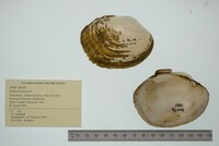 Lampsilis fasciola image