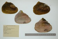 Potamilus alatus image