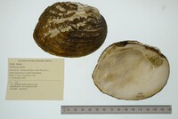 Amblema plicata image