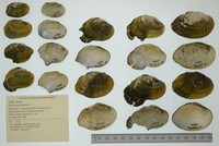 Epioblasma ahlstedti image