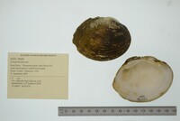 Lampsilis fasciola image