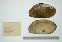 Lasmigona costata image