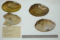 Leptodea fragilis image