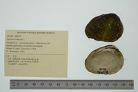 Lemiox rimosus image