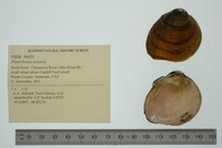 Pleurobema sintoxia image