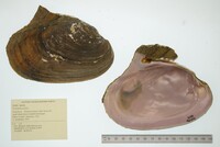 Potamilus alatus image