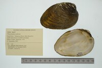 Pleurobema oviforme image