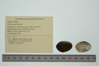 Toxolasma lividum image