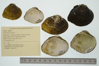 Truncilla truncata image