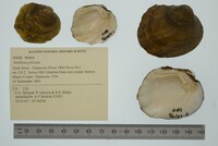 Amblema plicata image