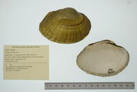 Lampsilis fasciola image