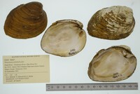 Pleuronaia dolabelloides image