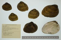 Pleurobema oviforme image