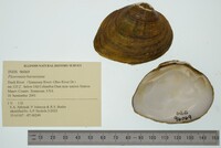 Pleuronaia barnesiana image