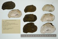 Tritogonia verrucosa image