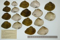 Truncilla truncata image