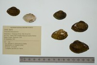 Truncilla donaciformis image