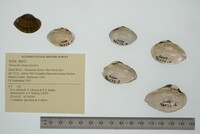 Truncilla donaciformis image