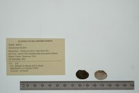 Toxolasma lividum image