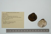 Fusconaia ebena image