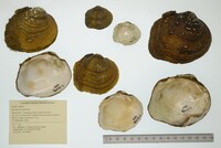 Quadrula quadrula image