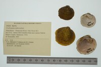 Cyclonaias tuberculata image