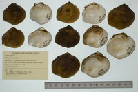 Obliquaria reflexa image