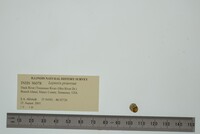 Leptoxis praerosa image