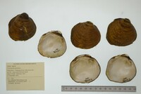 Cyclonaias pustulosa image