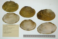 Lampsilis fasciola image