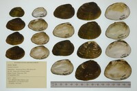 Lemiox rimosus image