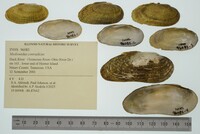 Medionidus conradicus image