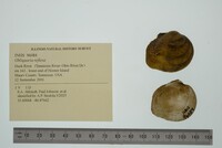 Obliquaria reflexa image