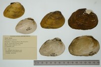 Pleurobema oviforme image