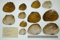 Pleuronaia dolabelloides image