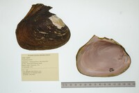 Potamilus alatus image