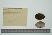 Toxolasma lividum image