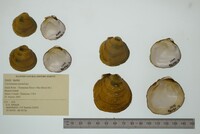 Cyclonaias pustulosa image