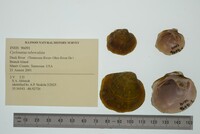 Cyclonaias tuberculata image