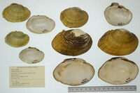 Lampsilis fasciola image