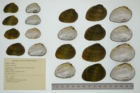 Lemiox rimosus image