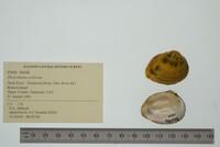 Pleurobema oviforme image