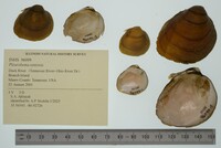 Pleurobema sintoxia image