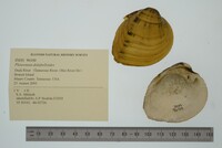 Pleuronaia dolabelloides image