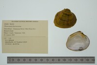 Pleuronaia barnesiana image