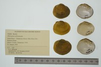 Obovaria subrotunda image