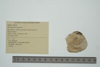 Epioblasma triquetra image
