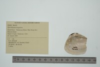 Epioblasma triquetra image