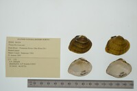 Truncilla truncata image